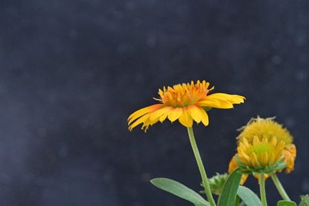 Beautiful yellow flower on black background with copy space for text.