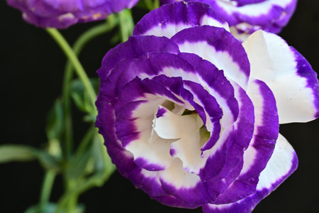 Purple and white eustoma flowers, closeup of photoの写真素材