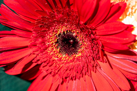 Red gerbera flower close up. Macro shot of gerbera flowerの写真素材