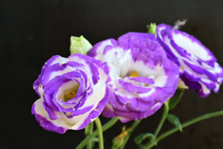 purple and white flowers isolated on black background.の写真素材