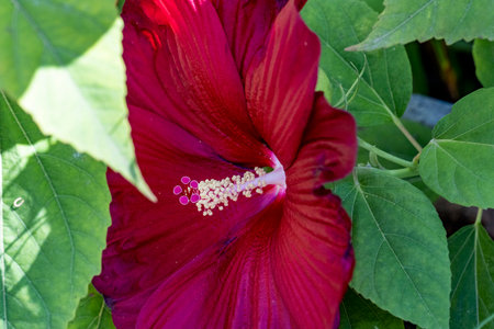 Red hibiscus flower with green leaves in the garden.の写真素材