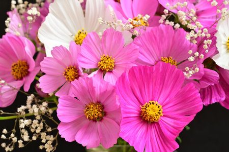 Beautiful bouquet of cosmos flowers on black background, closeupの写真素材