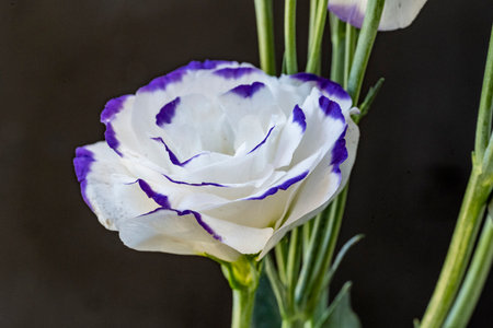 White eustoma flower with purple petals on a black backgroundの写真素材