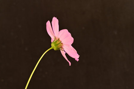 pink cosmos flower isolated on black background with copy space for textの写真素材