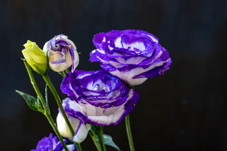 Purple and white flowers on a black background.の写真素材