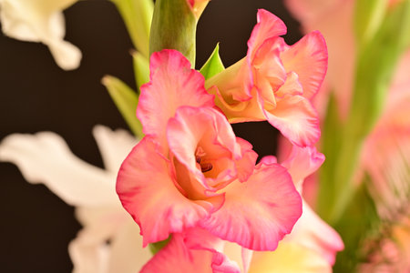 Beautiful gladiolus flower in vase, closeup viewの写真素材