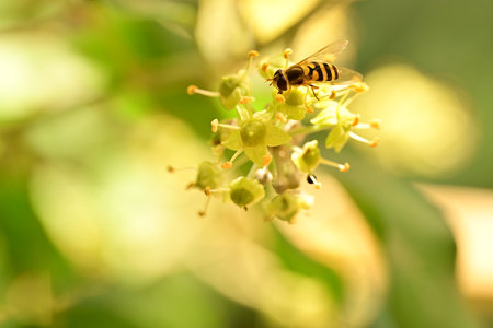 Honey bee on yellow flower with green leaf background, insect in nature