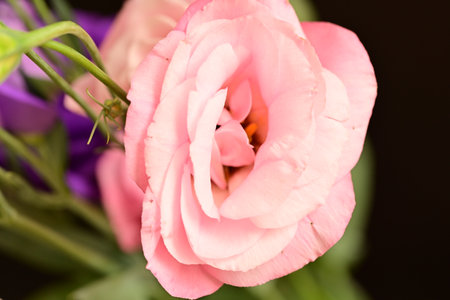 close up of pink eustoma flower bouquet on black backgroundの写真素材