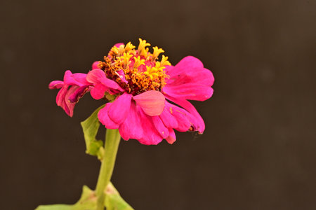 Pink zinnia flower isolated on black background with copy space.