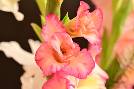Beautiful gladiolus flower in vase, closeup of photoの写真素材