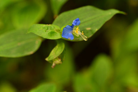A closeup shot of a blue flower with green leaves in the backgroundの写真素材