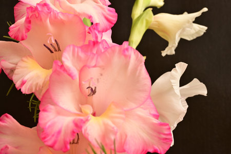 Beautiful gladiolus flowers on black background, close-upの写真素材