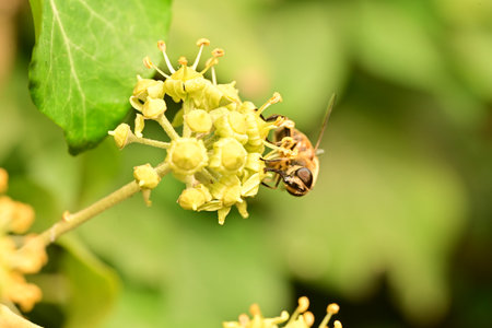 Bee on yellow flower in the garden, macro photo with shallow depth of field