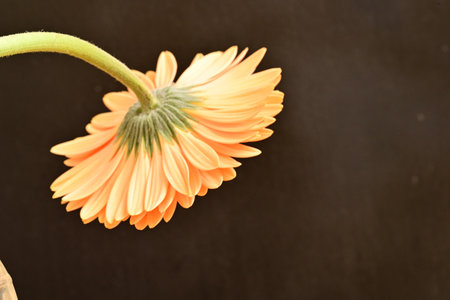 Gerbera flower on blackboard background, closeup of photoの写真素材