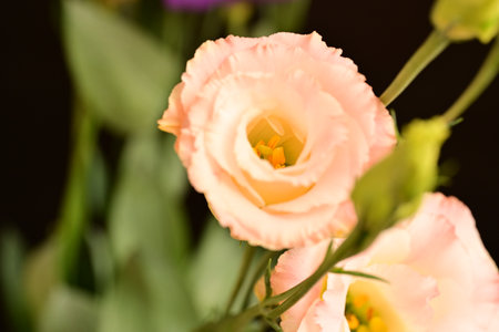 Bouquet of eustoma flowers, close-up.の写真素材