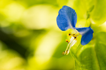 Close up of blue flower in nature. Macro shot with shallow depth of field.の写真素材