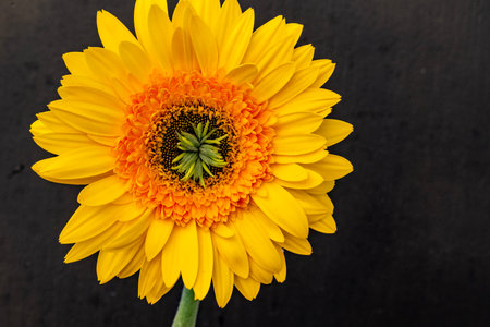 Yellow gerbera flower on black background. Copy space for text.