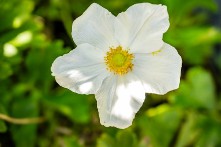 White Anemone flower on a background of green grass in summer