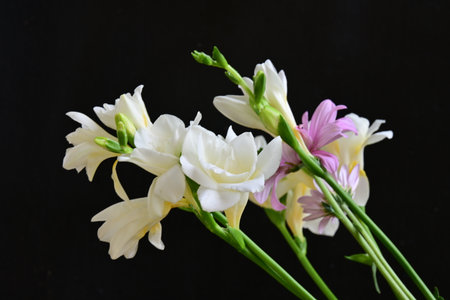 Bouquet of freesia flowers on black background, closeupの写真素材