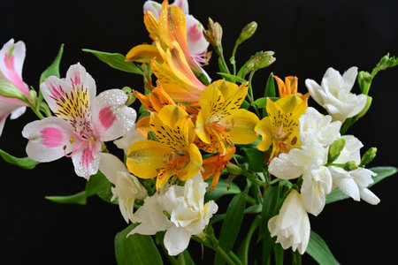 bouquet of alstroemeria and lilies on black backgroundの写真素材