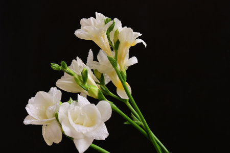 beautiful freesia flowers on a black background close-upの写真素材