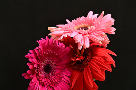 Bouquet of pink gerbera flowers isolated on black backgroundの写真素材