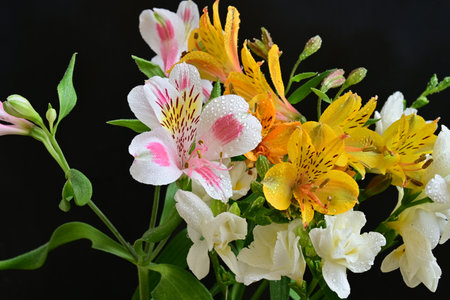 Bouquet of alstroemeria and lily on black backgroundの写真素材