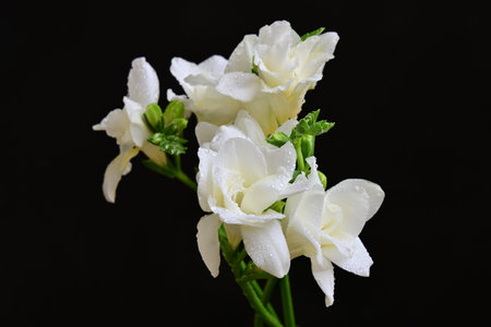 Beautiful white freesia flowers on black background, closeupの写真素材