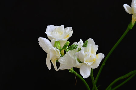 White freesia on a black background, closeup of photoの写真素材