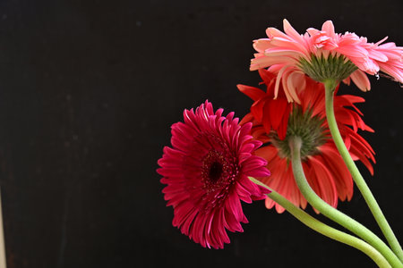 Pink gerbera flowers on black background with copy space for textの写真素材