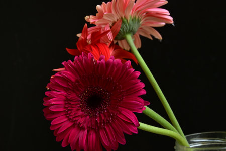 Gerbera flowers on black background with copy space for your textの写真素材