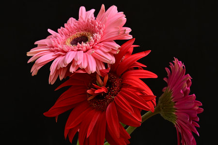 Pink and red gerbera flowers isolated on a black background.の写真素材