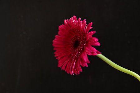Pink gerbera flower isolated on black background.の写真素材