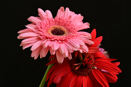 Beautiful flowers on black background, close-upの写真素材