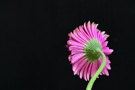 Pink gerbera flower isolated on black background with copyspaceの写真素材