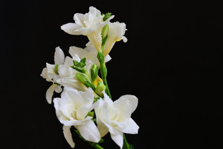 Beautiful white freesia on black background, closeup of photoの写真素材