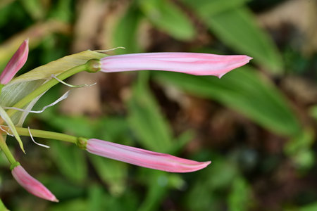 Pink flower in the garden, Thailand. (Liliaceae)の写真素材