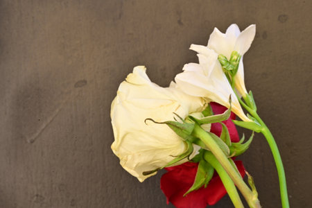 white and red rose on a dark background, valentine's dayの写真素材