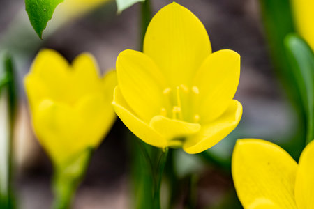 Yellow flower on a blurred background. Shallow depth of field.の写真素材