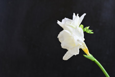 white freesia on black background with copy space for your textの写真素材