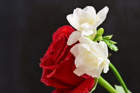 Red rose and white freesia on a black background with water dropsの写真素材