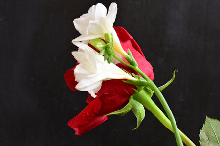 Bouquet of red and white flowers on black background
