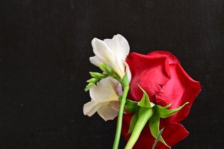 Red rose and white freesia on black background, Valentine's day conceptの写真素材