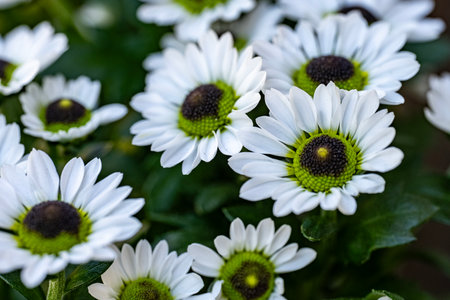 White daisies in the garden. Shallow depth of field.の写真素材