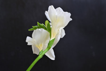 Beautiful white freesia flower on black background, closeupの写真素材
