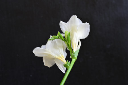White freesia on a black background. Close-up.の写真素材