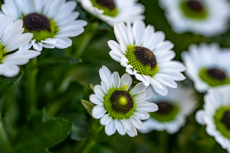 White daisies in the garden. Shallow depth of field.