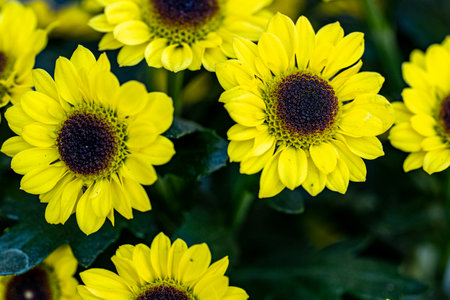 Yellow chrysanthemum flowers in the garden. Selective focus.の写真素材