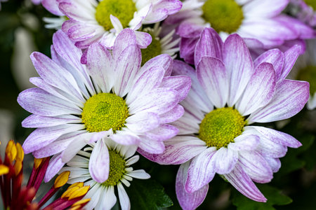 Close up of white and purple chrysanthemum flowers.
