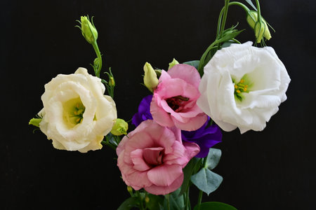 Beautiful eustoma flowers on black background, close-upの写真素材
